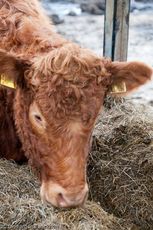 Hausrind (173 von 174).jpg